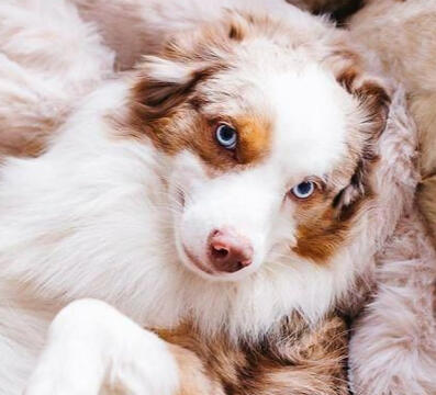 australian shepherd dog