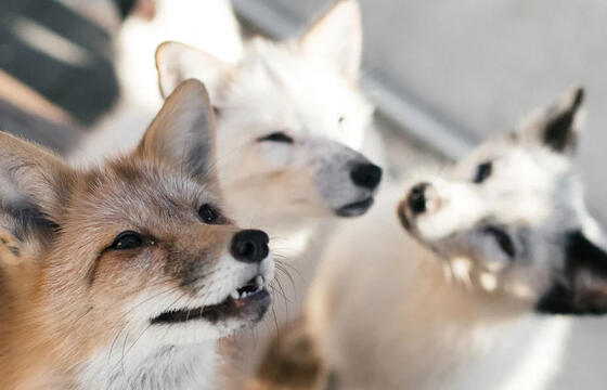 kitsune / fox (marble, red, arctic, fennec)