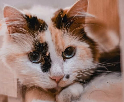 calico cat