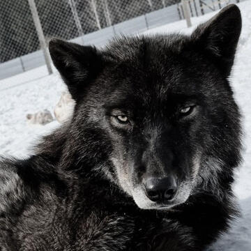 black phase grey wolf